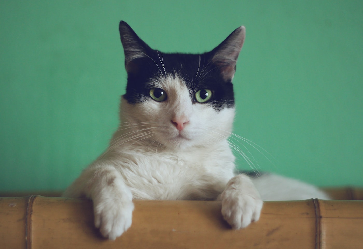 Calm cat