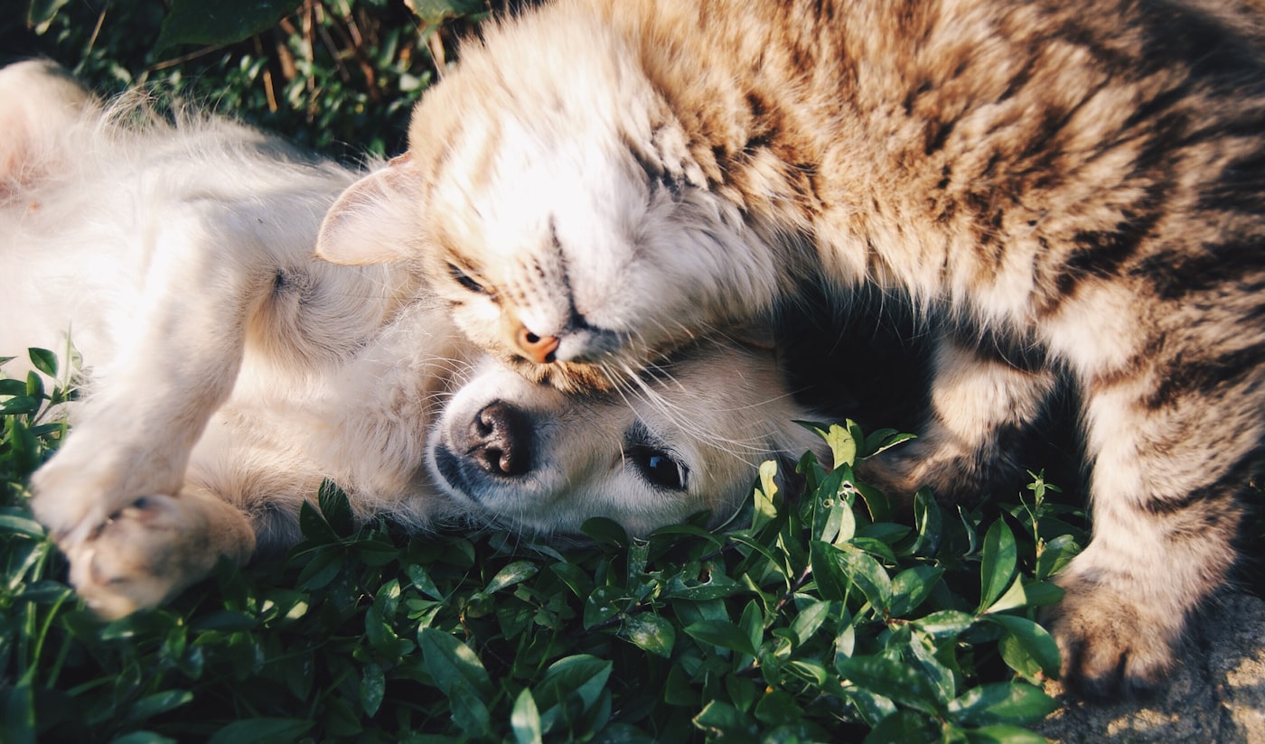 Puppy and kitten together